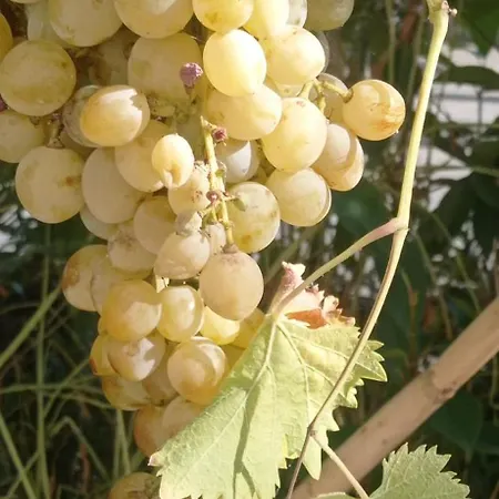 民宿 Local Os Maias