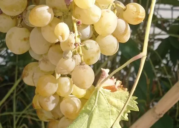 Quarto em Acomodações Particulares Casa Os Maias - Jardim, Terraço E Espaço 11 Pessoas
